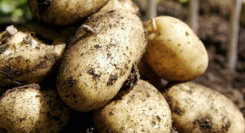 Лучшие сорта картофеля для Беларуси: Атлант